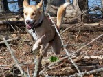 Happy Dog Fun - Happy Hound Image
