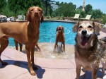 Happy Dog Fun - Happy Hound Image