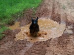 Happy Dog Fun - Happy Hound Image
