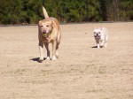 Happy Dog Fun - Happy Hound Image