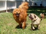 Happy Dog Fun - Happy Hound Image